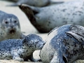 Harbor Seal