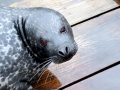 Harbor Seal