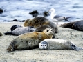 Harbor Seal