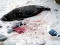 Harbor Seal