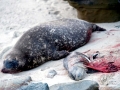 Harbor Seal