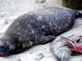Harbor Seal