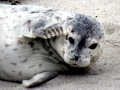 Harbor Seal