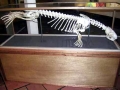 Harbor Seal
