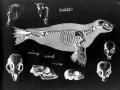 Harbor Seal