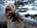 Harbor Seal