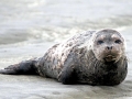 Harbor Seal