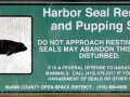 Harbor Seal