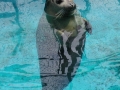 Harbor Seal