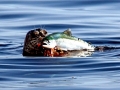 Harbor Seal