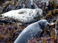 Harbor Seal
