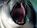 Harbor Seal
