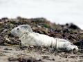 Harbor Seal