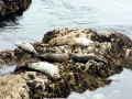 Harbor Seal