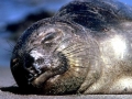 Harbor Seal
