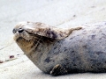 Harbor Seal