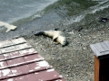 Harbor Seal