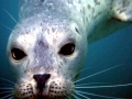 Harbor Seal
