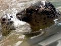 Harbor Seal