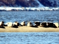 Harbor Seal