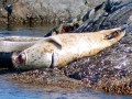 Harbor Seal