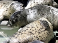 Harbor Seal