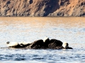 Harbor Seal