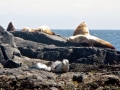 Harbor Seal