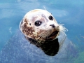 Harbor Seal