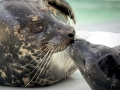 Harbor Seal
