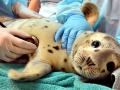 Harbor Seal