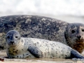Harbor Seal