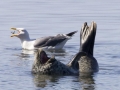 Harbor Seal