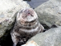 Harbor Seal