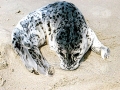 Harbor Seal