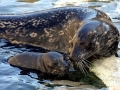 Harbor Seal