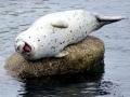 Harbor Seal
