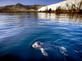 Harbor Seal