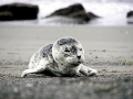 Harbor Seal