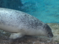 Harbor Seal