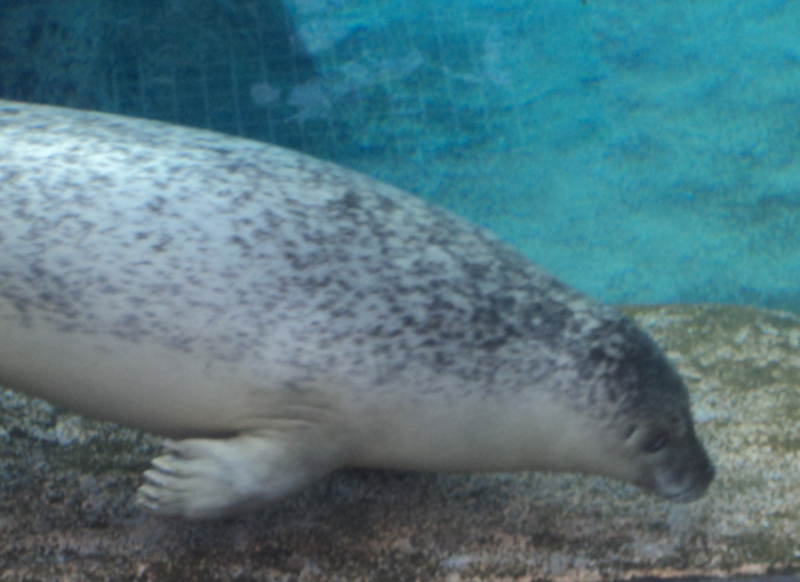Harbor Seal
