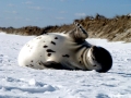 Harp Seal