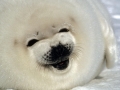 Harp Seal