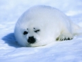 Harp Seal