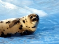 Harp Seal