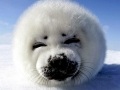 Harp Seal