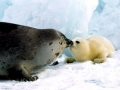 Harp Seal