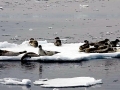 Harp Seal
