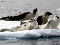 Harp Seal