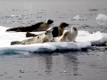 Harp Seal